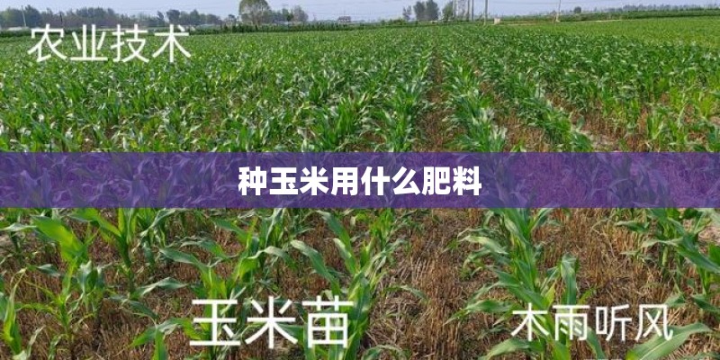 种玉米用什么肥料 种玉米用什么肥料