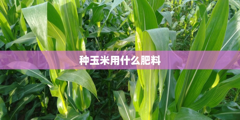 种玉米用什么肥料 种玉米用什么肥料