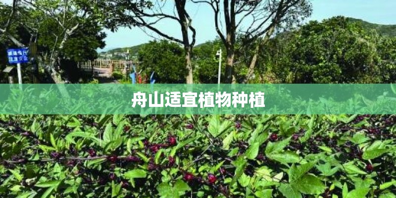 舟山适宜植物种植