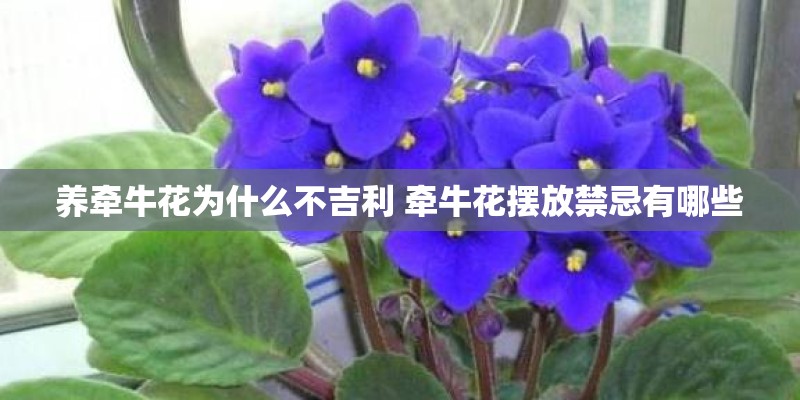 养牵牛花为什么不吉利 牵牛花摆放禁忌有哪些