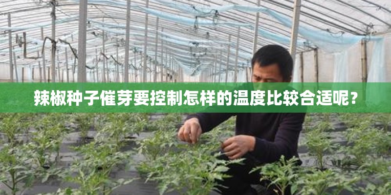 辣椒种子催芽要控制怎样的温度比较合适呢？
