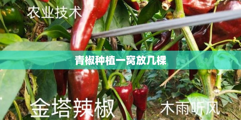 青椒种植一窝放几棵