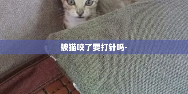 被猫咬了要打针吗-