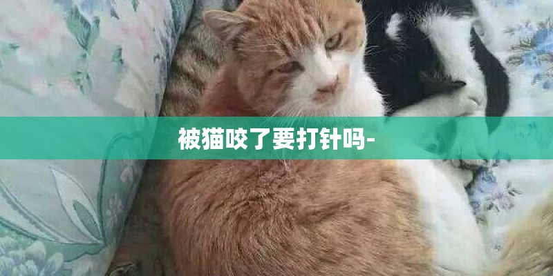 被猫咬了要打针吗-