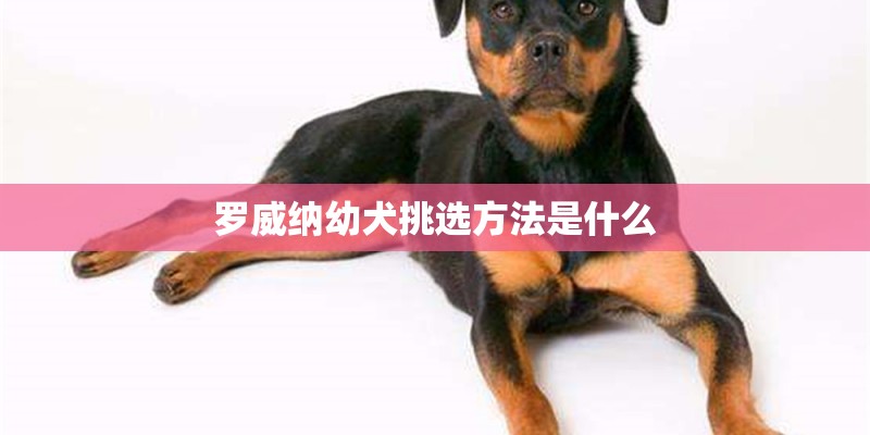 罗威纳幼犬挑选方法是什么