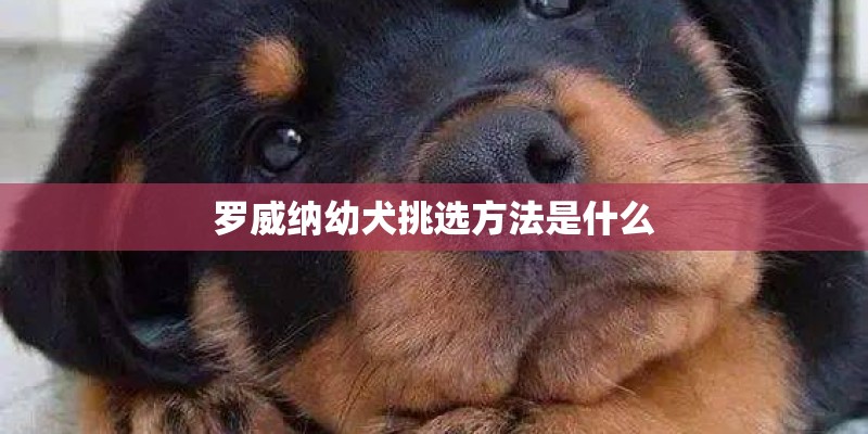 罗威纳幼犬挑选方法是什么