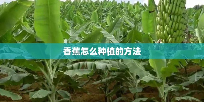 香蕉怎么种植的方法