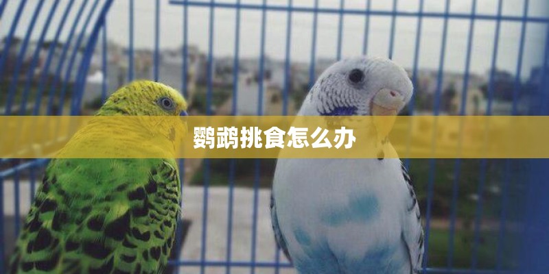 鹦鹉挑食怎么办