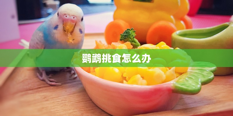 鹦鹉挑食怎么办