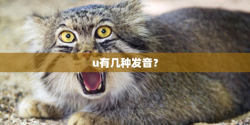u有几种发音？