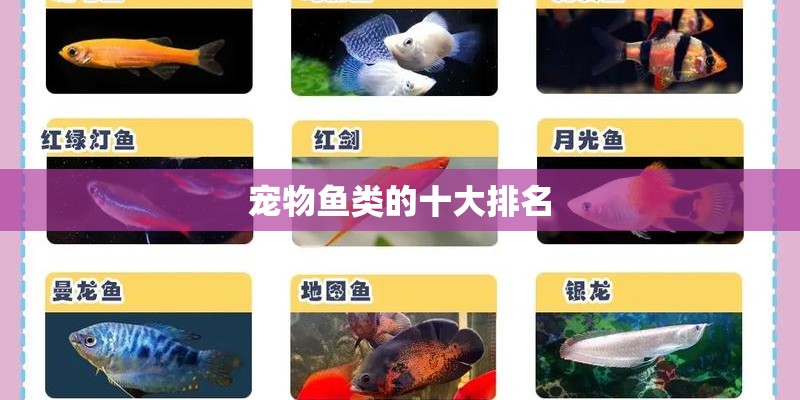 宠物鱼类的十大排名 宠物鱼类的十大排名