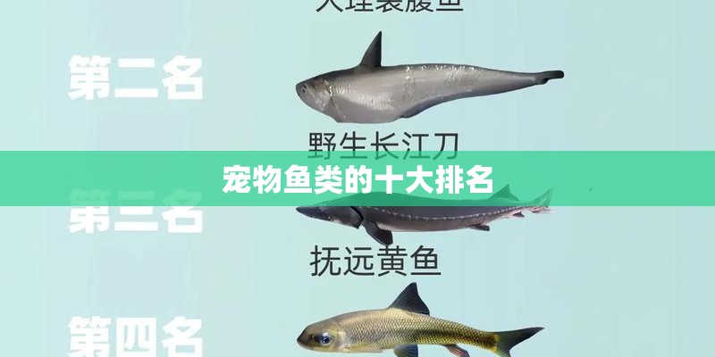 宠物鱼类的十大排名 宠物鱼类的十大排名