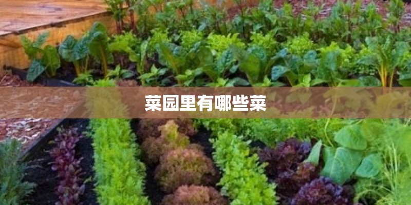 菜园里有哪些菜