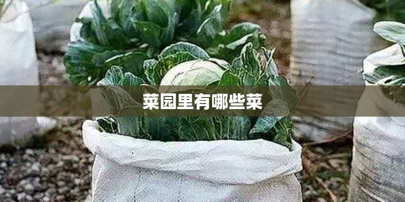 菜园里有哪些菜
