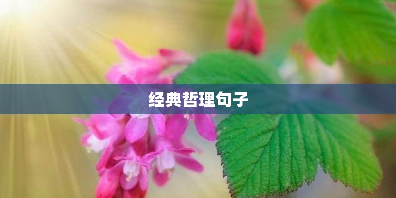 经典哲理句子