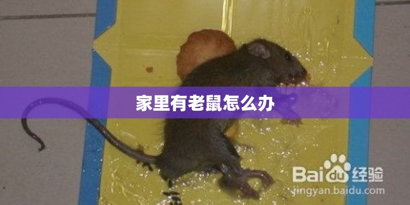 家里有老鼠怎么办