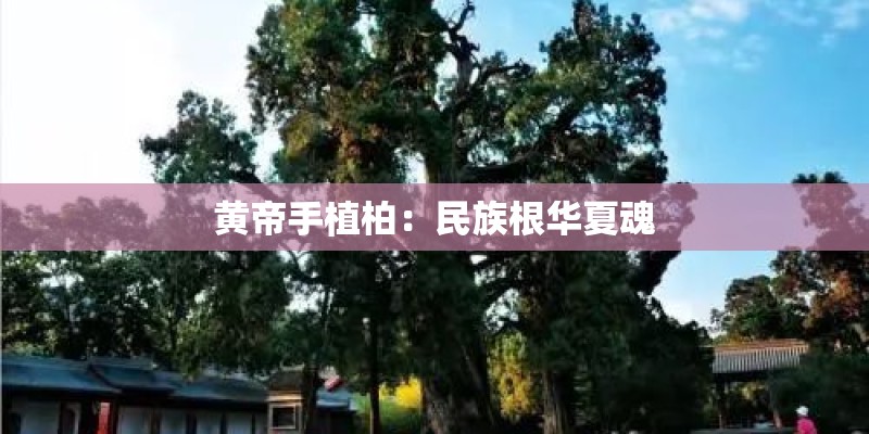 黄帝手植柏：民族根华夏魂