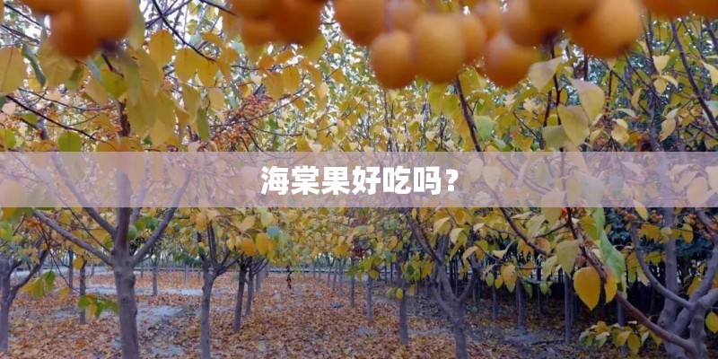 海棠果好吃吗？