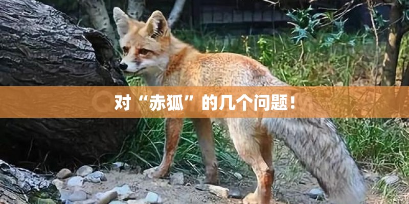 对“赤狐”的几个问题！