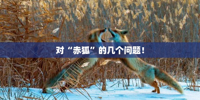 对“赤狐”的几个问题！