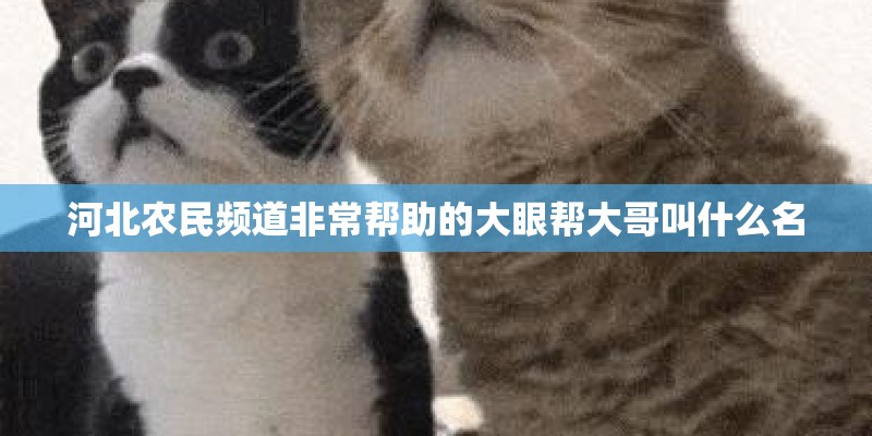河北农民频道非常帮助的大眼帮大哥叫什么名