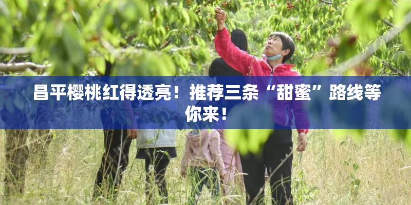 昌平樱桃红得透亮！推荐三条“甜蜜”路线等你来！
