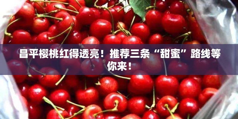 昌平樱桃红得透亮！推荐三条“甜蜜”路线等你来！