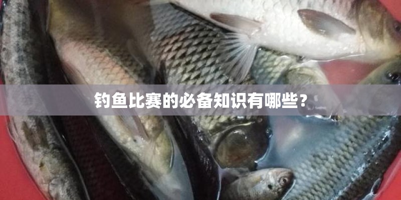 钓鱼比赛的必备知识有哪些？