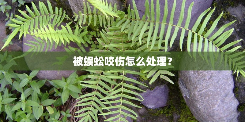被蜈蚣咬伤怎么处理？