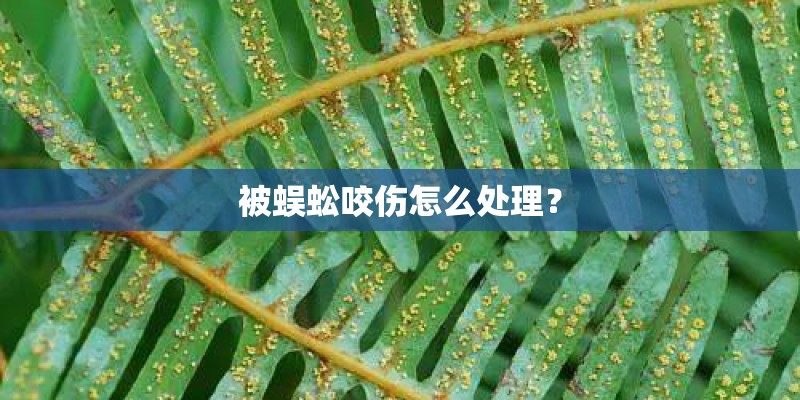 被蜈蚣咬伤怎么处理？