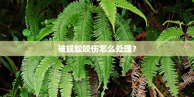 国内唯一在售迈巴赫S级车型 S450 4MATIC典藏版上市！