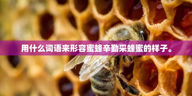 用什么词语来形容蜜蜂辛勤采蜂蜜的样子。
