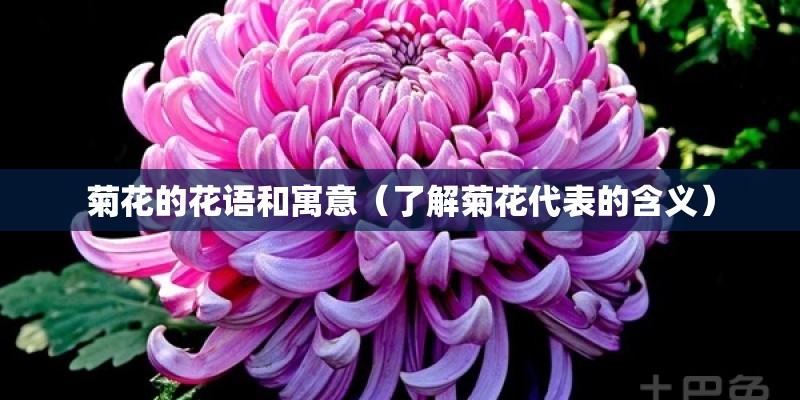 菊花的花语和寓意（了解菊花代表的含义）