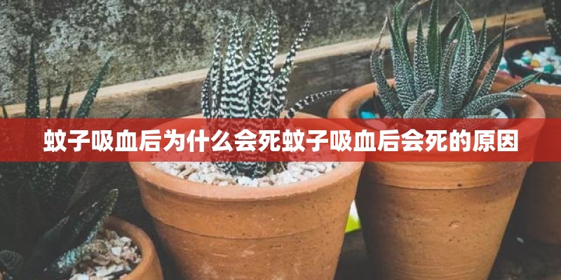 蚊子吸血后为什么会死蚊子吸血后会死的原因