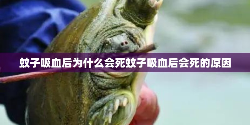 蚊子吸血后为什么会死蚊子吸血后会死的原因