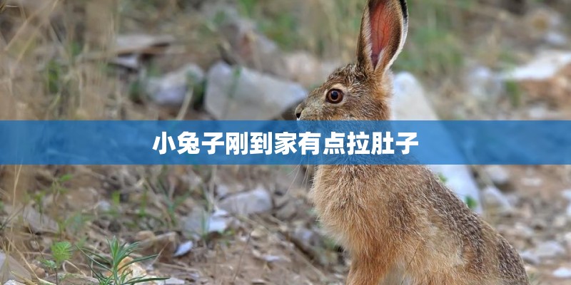 小兔子刚到家有点拉肚子