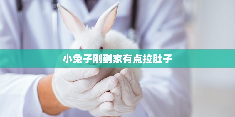 小兔子刚到家有点拉肚子