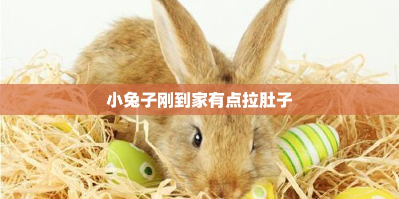 小兔子刚到家有点拉肚子