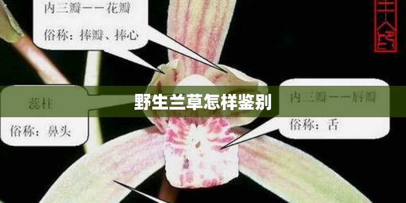 野生兰草怎样鉴别