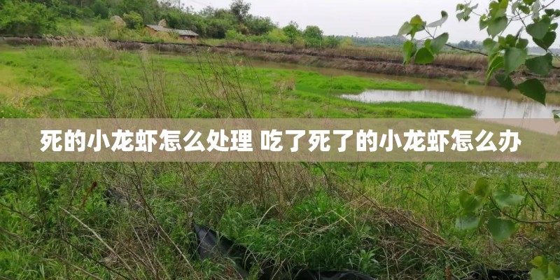 死的小龙虾怎么处理 吃了死了的小龙虾怎么办