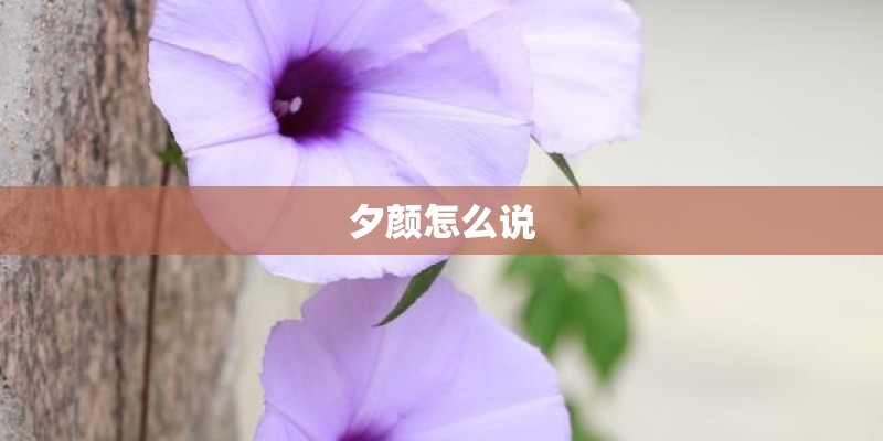 夕颜怎么说