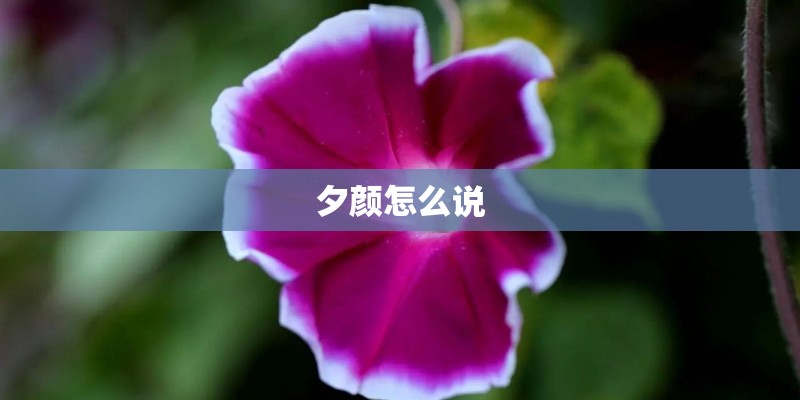 夕颜怎么说