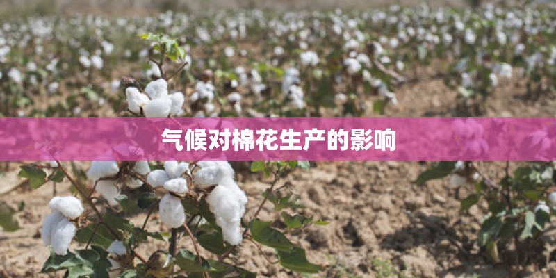 气候对棉花生产的影响