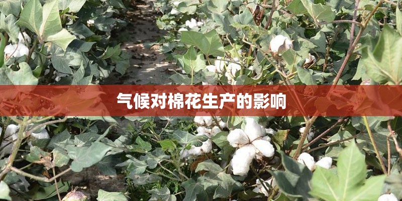 气候对棉花生产的影响