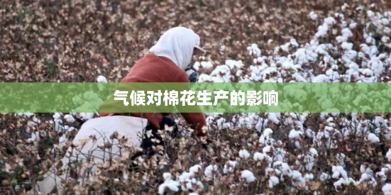 气候对棉花生产的影响