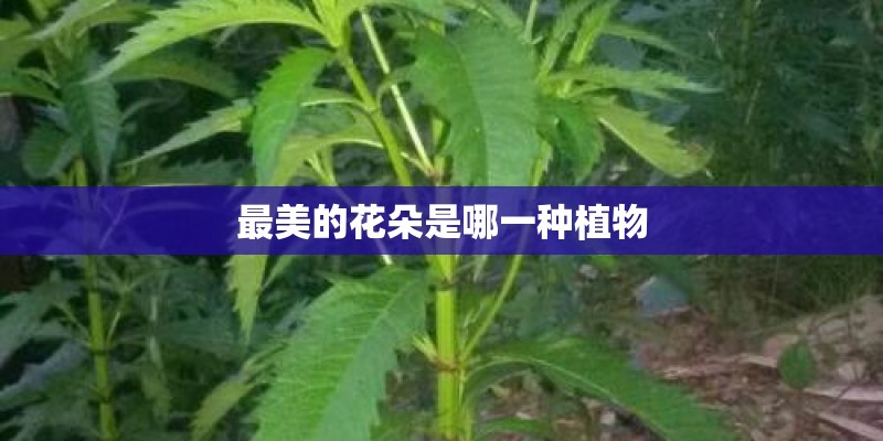 最美的花朵是哪一种植物