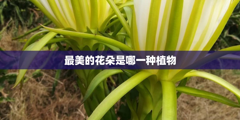 最美的花朵是哪一种植物