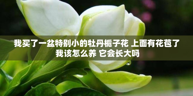 我买了一盆特别小的牡丹栀子花 上面有花苞了 我该怎么养 它会长大吗