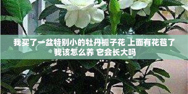 我买了一盆特别小的牡丹栀子花 上面有花苞了 我该怎么养 它会长大吗
