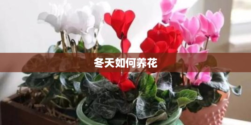 冬天如何养花
